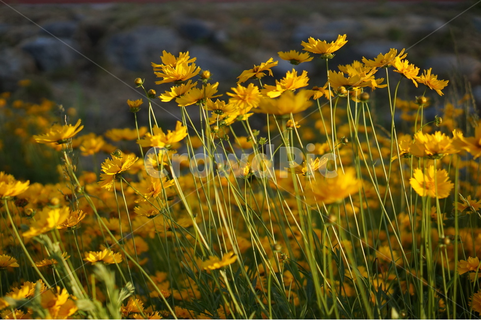 금계국,노랑,꽃,봄,풍경,식물,자연,plants,nature,꽃,flower
