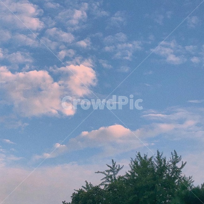 하늘,구름,나무,sky,cloud