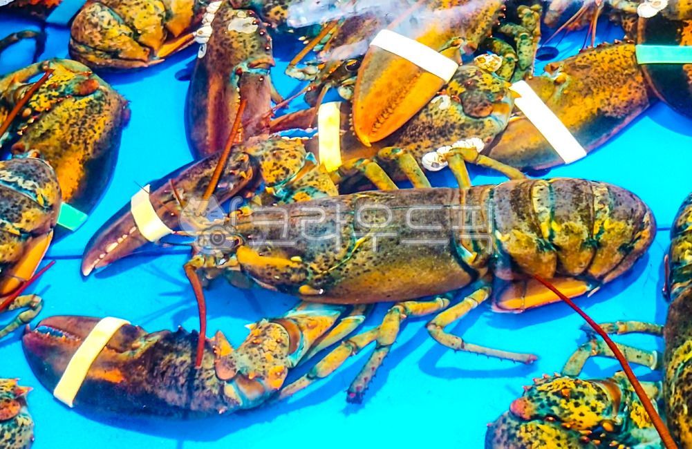 랍스터,바닷가재,해산물,해산물요리,해양동물,절지동물,바닷요리,해물,음식,식사,바다요리,요리,갑각류,바다동물,loster,animal,food,seafood,sealife