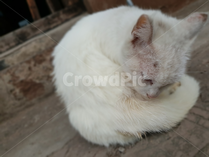 중국,고양이,길거리,귀여운,동물,동물,animal,포유류,mammal,고양이,cat,kitten,kitty