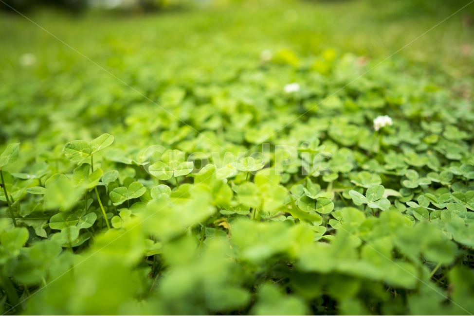 클로버,매크로,토끼풀,녹색,clover,행운,식물,자연,plants,nature