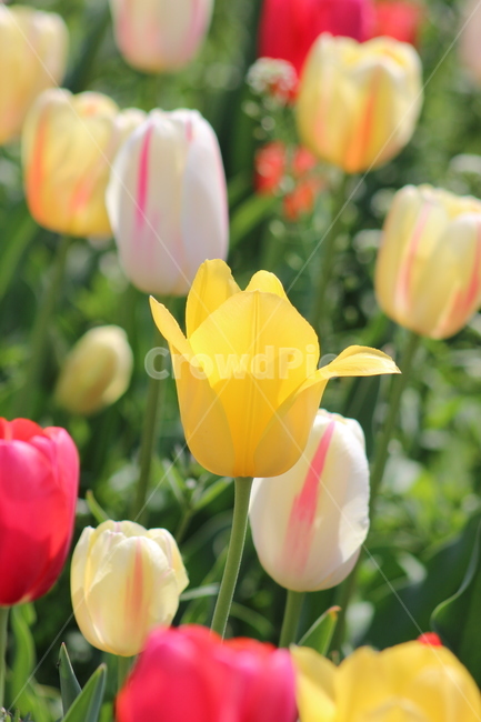 튤립,꽃,정물,화사,접사,봄,계절,spring,season,식물,자연,plants,nature,꽃,flower,plant,blossom,tulip