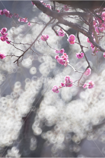매화,홍매화,봄꽃,보케,통도사,감성사진,봄,계절,spring,season,식물,자연,plants,nature,꽃,flower,감성,sensible,feeling,휴식,힐링,rest,relaxation,healing,plant,blossom