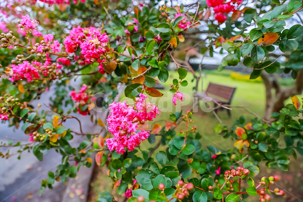 plant,항몽유적지,식물,제주도,꽃나무,배롱나무,벤치,식물,자연,plants,nature,꽃,flower