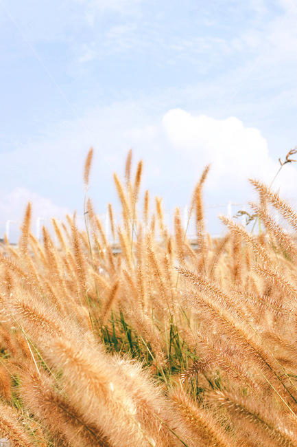 식물,plant,갈대,가을,감성,가을,계절,fall,autumn,season,vegetable,야채,grain,곡물,food,음식
