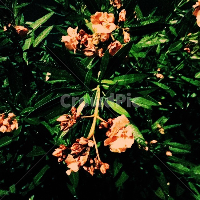 꽃,꽃송이,밤,숲,분홍