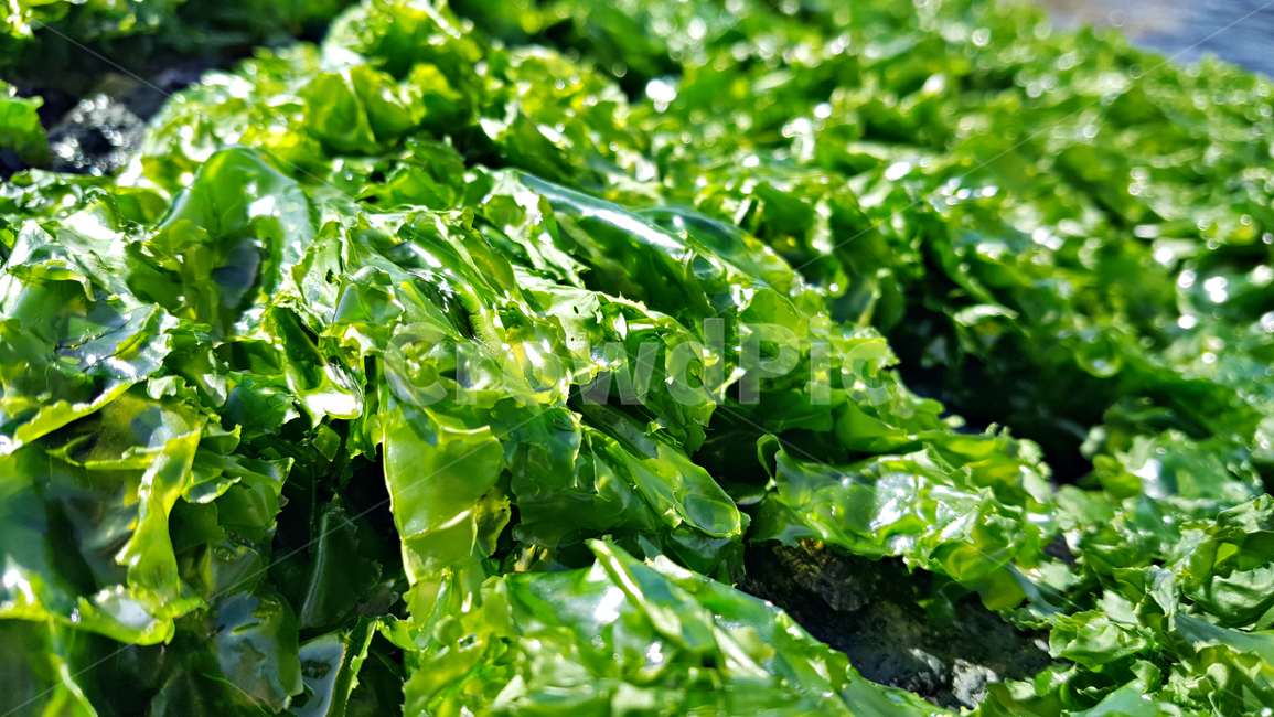 파래,plant,식물,algae,조류