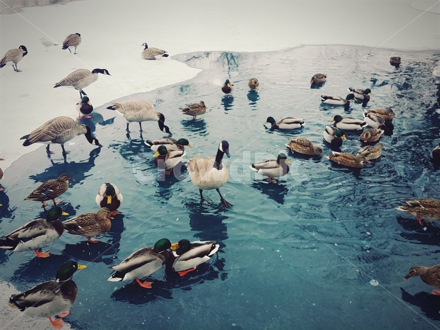 bird,새,animal,동물,waterfowl,청둥오리,mallard,오리,duck,물새,겨울,겨울,계절,winter,season,동물,animal,조류,새,birds