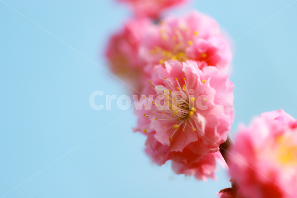식물,꽃,봄,핑크,하늘,식물,자연,plants,nature,꽃,flower