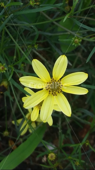 꽃,자연,계절,플라워,아름다움,색감,개화,flower,식물,자연,plants,nature,꽃,flower