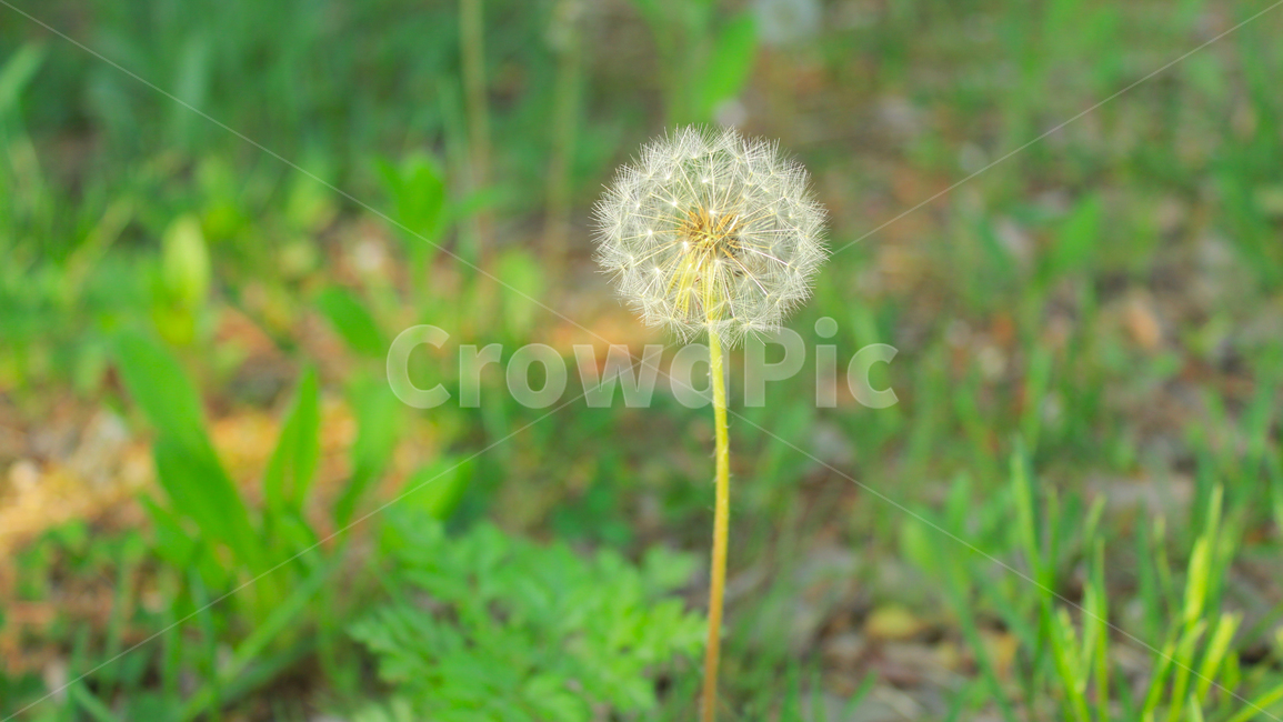 꽃,flower,식물,민들레꽃,plant