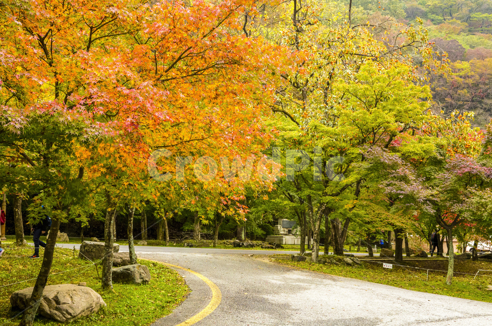 자연,풍경,경관,경치,계절,가을,단풍,단풍철,울긋불긋,식물,나무,단풍나무,잡목,공원,국립공원,내장산,내장사,길,오솔길,포장도로,아스팔트,아스팔트길,가을,계절,fall,autumn,season,자연,풍경,nature,landscape,tree,plant,maple