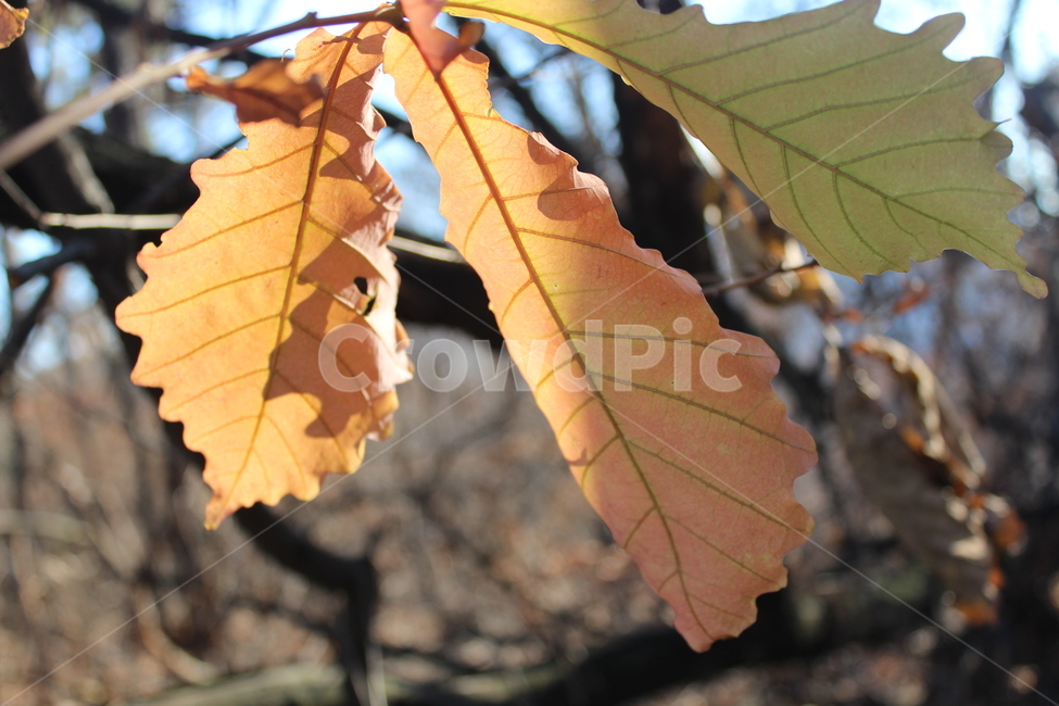 잎,plant,식물,leaf,yellow