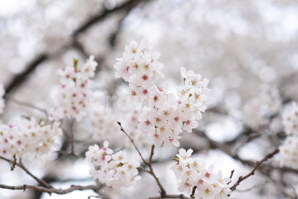 벚꽃,봄,flower,꽃놀이,벚꽃축제,봄향기,봄,계절,spring,season,식물,자연,plants,nature,꽃,flower,감성,sensible,feeling,plant,blossom