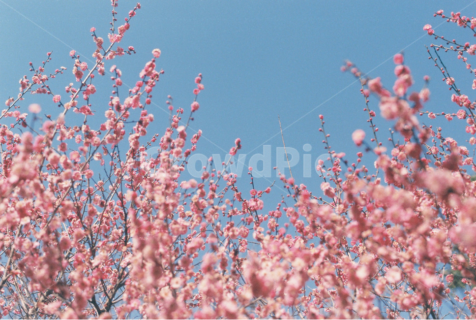 매화,매화꽃,봄꽃,분홍꽃,봄,분홍,pink,umeflower,꽃,flower,spring,apricotflower,식물,봄풍경,봄,계절,spring,season,식물,자연,plants,nature,꽃,flower,감성,sensible,feeling,색깔,색상,색채,색감,color sense,color sensitivity,feeling of color,plant,blossom,cherry blossom,벚꽃