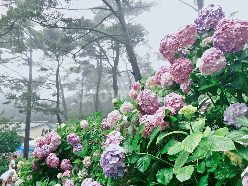 부산,태종대,수국,자연,꽃,식물,자연,plants,nature,꽃,flower