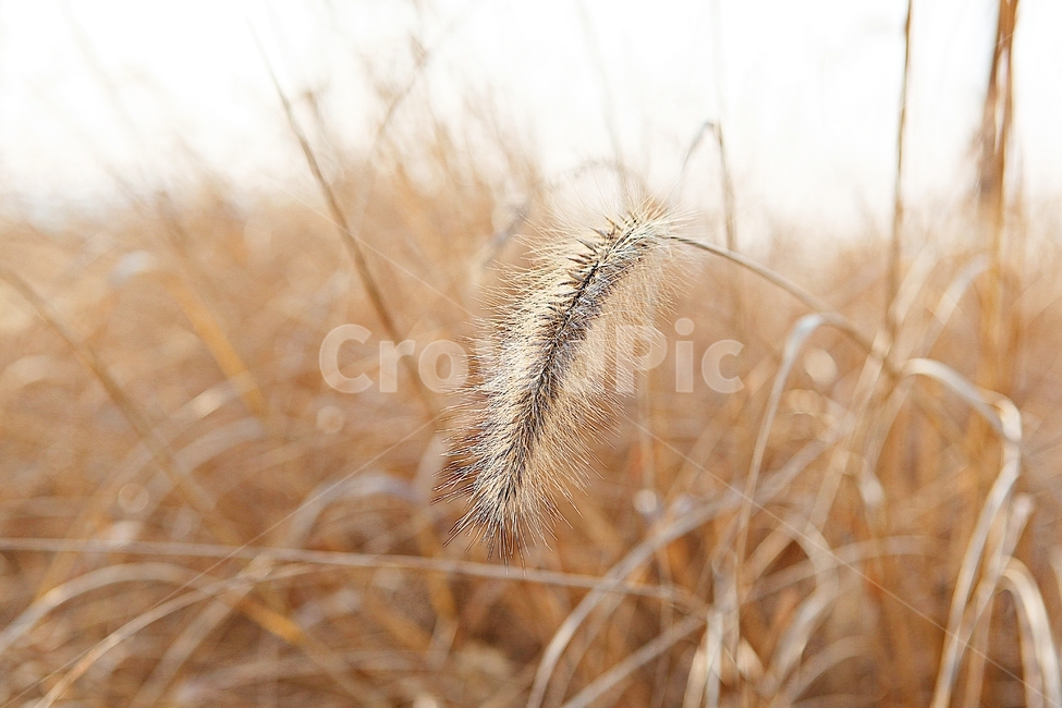 강아지풀,강아지풀꽃,꽃,잡초,가을,풀,공원,야외,가을,계절,fall,autumn,season,식물,자연,plants,nature