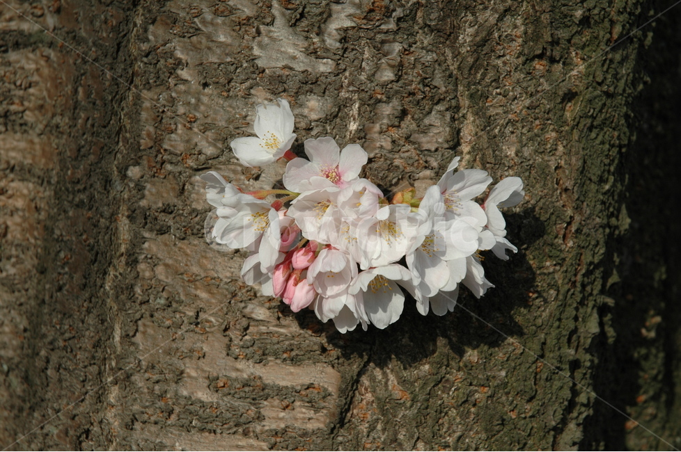 벚꽃,생명력,cherryblossom,꽃,분홍벚꽃,봄,계절,spring,season,식물,자연,plants,nature,꽃,flower,plant,blossom