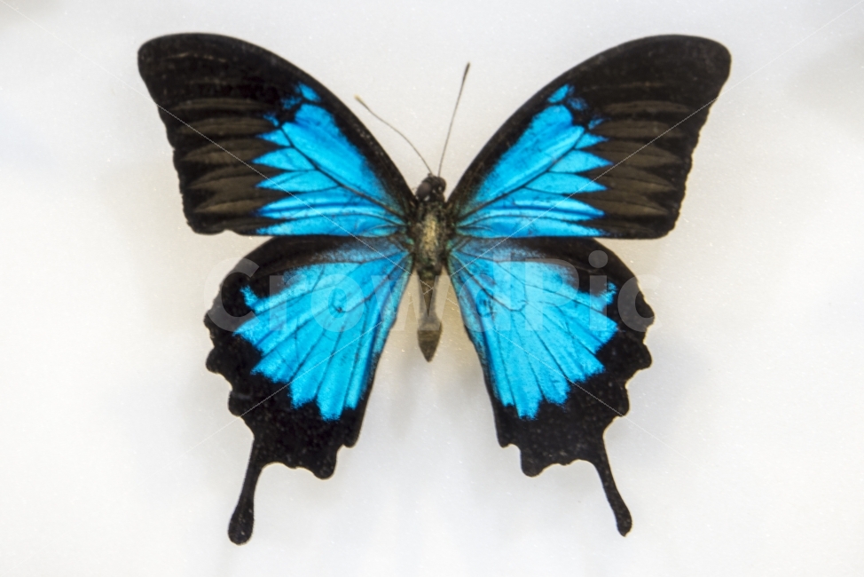 나비,박제,비오는날,생태관,여름,울산,울산대공원,페루나비,butterfly,곤충,동물,자연,화려함,날개,동물,animal,곤충,벌레,insect,bug