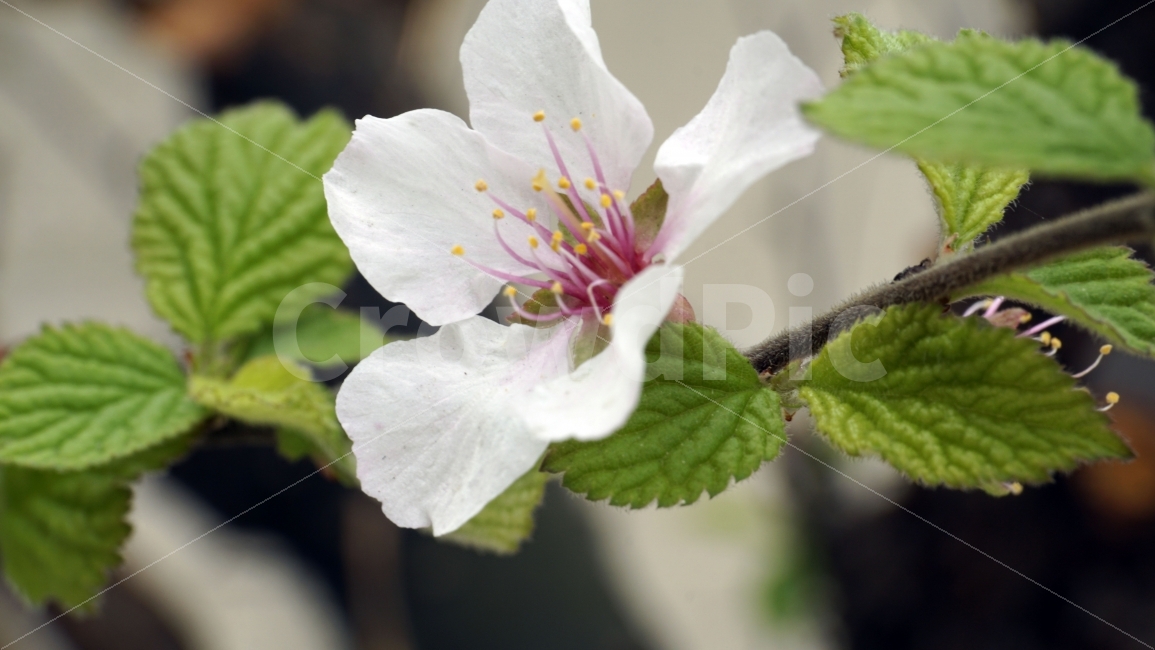 꽃,벗꽃,봄,나무,나뭇가지,벗꽃나무,플라워,봄꽃,이파리,자연,flower,sakura,nature,tree,spring,식물,동네,마을,환경,벚꽃,식물,자연,plants,nature,봄,계절,spring,season,꽃,flower,plant