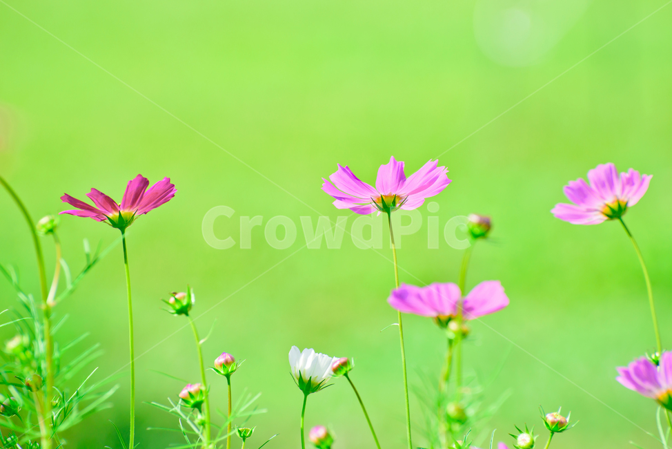 꽃,식물,코스모스,자연,가을,식물,자연,plants,nature,꽃,flower