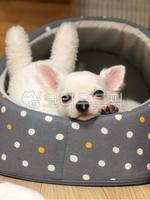 강아지,치와와,반려동물,반려견,개,하얀강아지,화이트치와와,애견,귀여운강아지,예쁜강아지,귀여운,동물,animal,포유류,mammal,개,강아지,dog,doggy