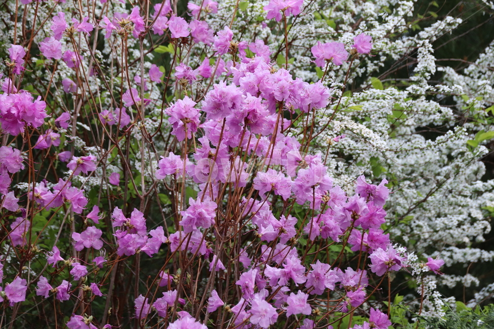 꽃,진달래,자연,풍경,수목원,식물,자연,plants,nature,꽃,flower