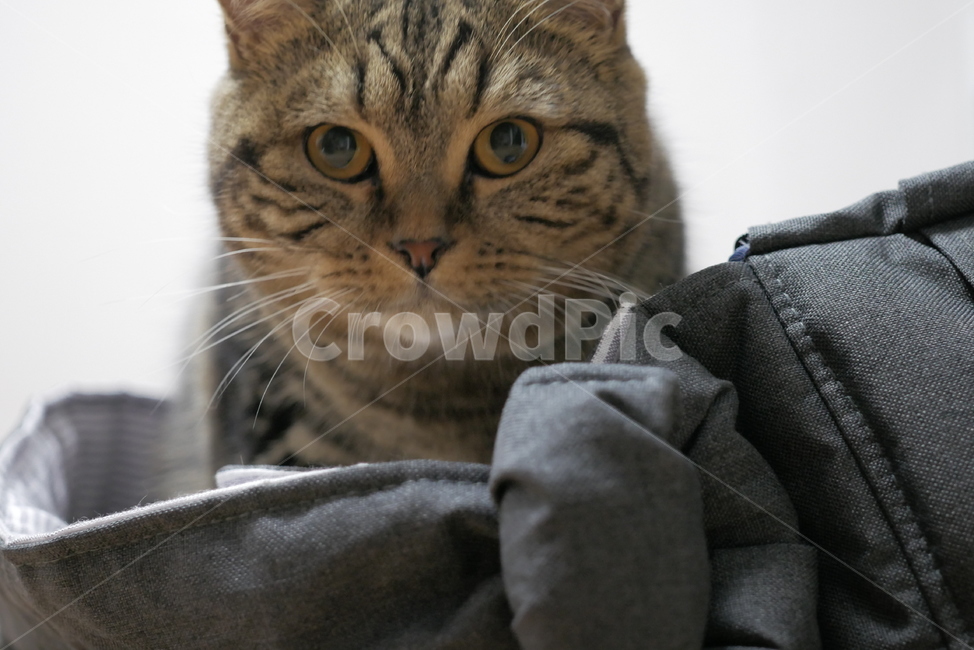 고양이,개냥이,동물,얼굴,표정,애교,귀여운,동물,animal,포유류,mammal,고양이,cat,kitten,kitty