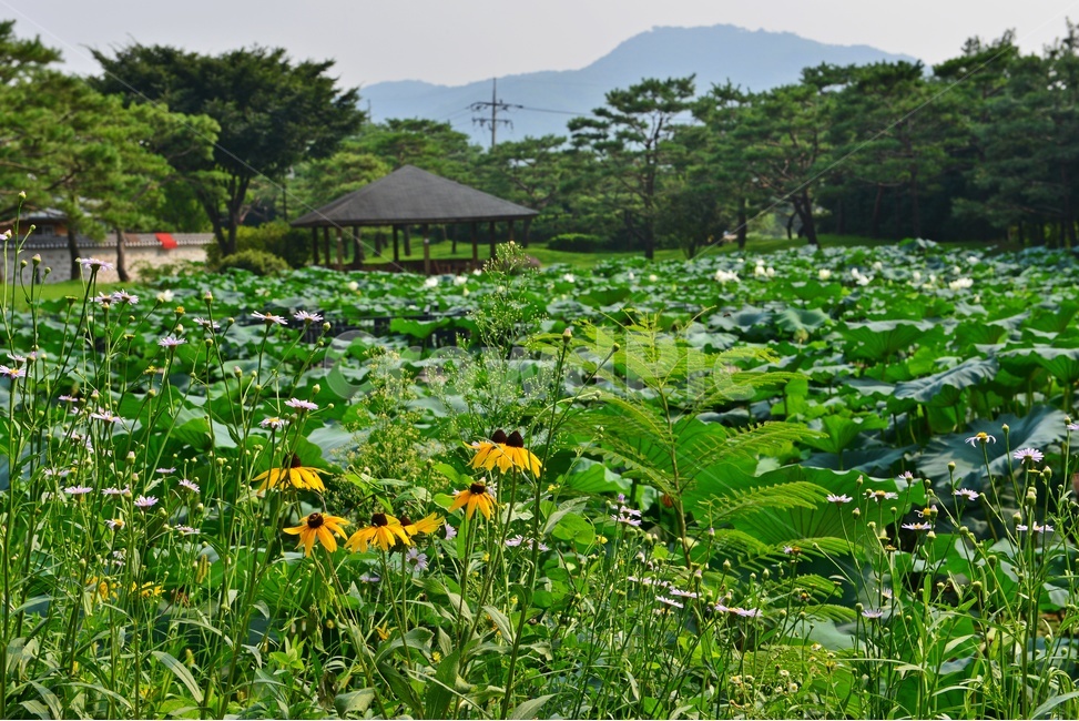 자연,nature,outdoors,옥외,scenery,풍경,landscape,경치,경기,안성,서일농원,꽃,garden,정원,정자,식물,자연,plants,nature,꽃,flower