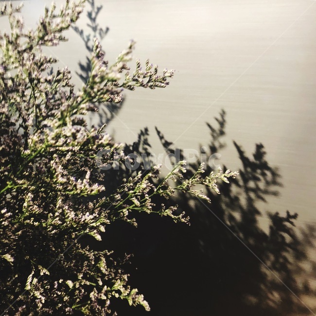 꽃,나무,풀,그림자,꽃그림자,식물,자연,plants,nature,꽃,flower