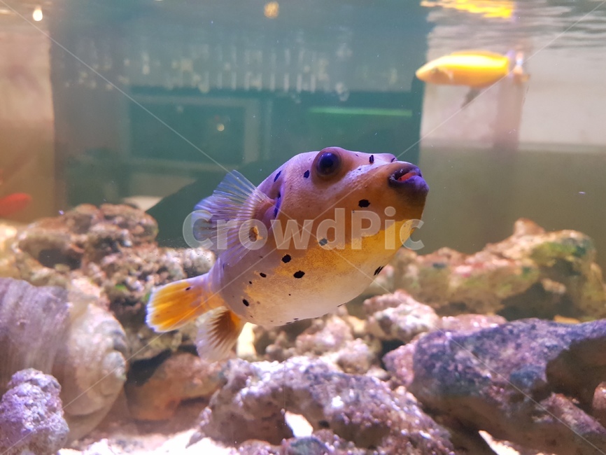 수족관,열대어,니모,어항,어류,동물,animal,어류,물고기,fish