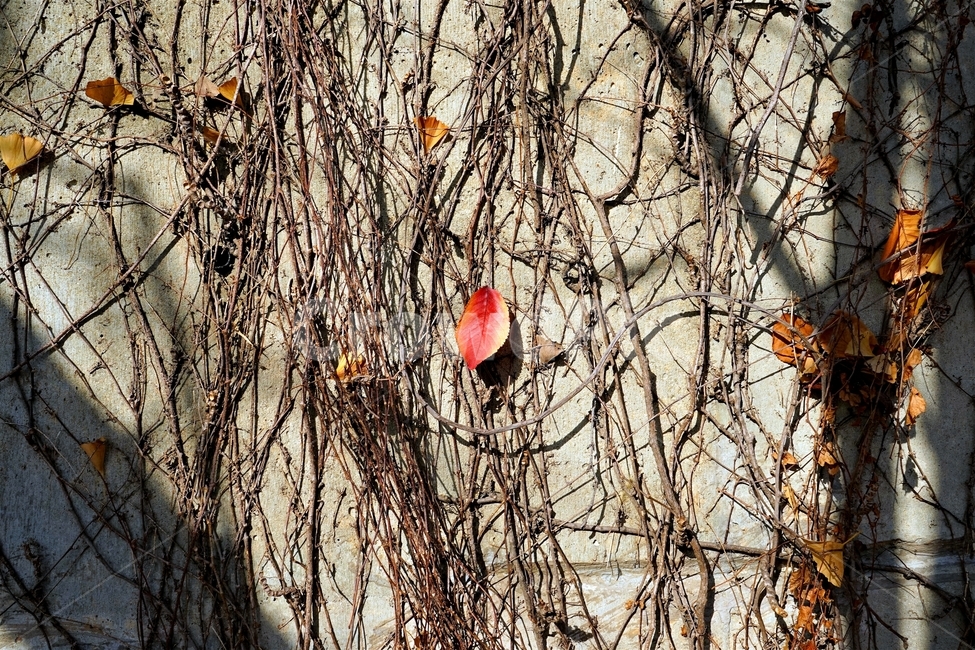 가을,담쟁이,단풍,잎,계절,autumn,fall,ivy,fallenleaf,가을,계절,fall,autumn,season,leaf,plant,식물,tree,나무