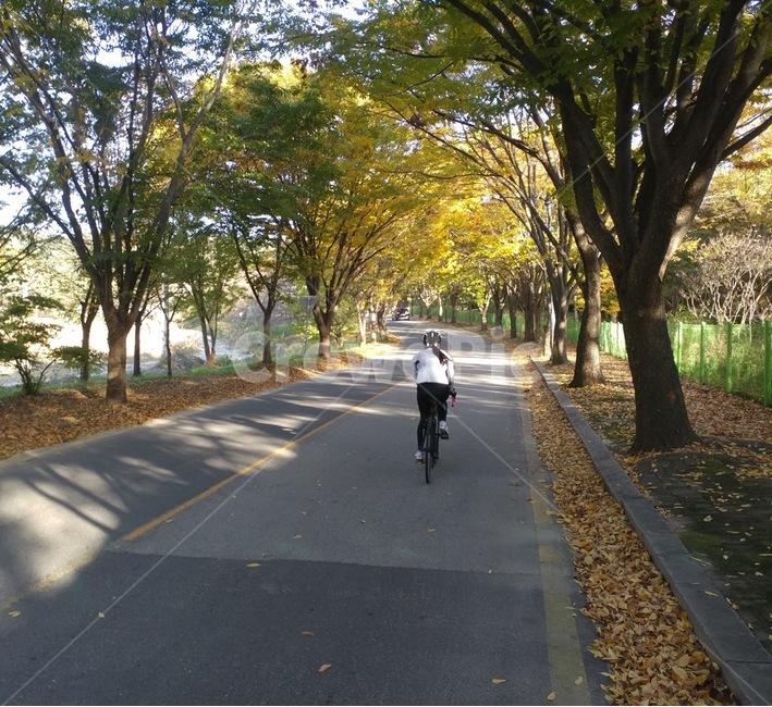 자전거,낙엽,라이딩,스포츠,가을,bicycle,bike,sports,운동,로드자전거,도로,사람,인물,인간,human,person,스포츠,레저,운동,sports,leisure,exercise