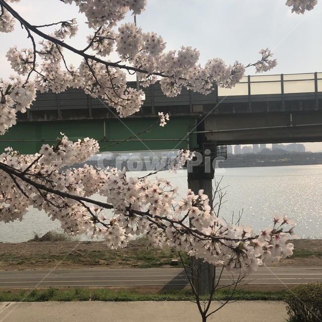 벚꽃,자연,꽃,한강,산책,봄,나무,벚꽃나무,식물,자연,plants,nature,꽃,flower