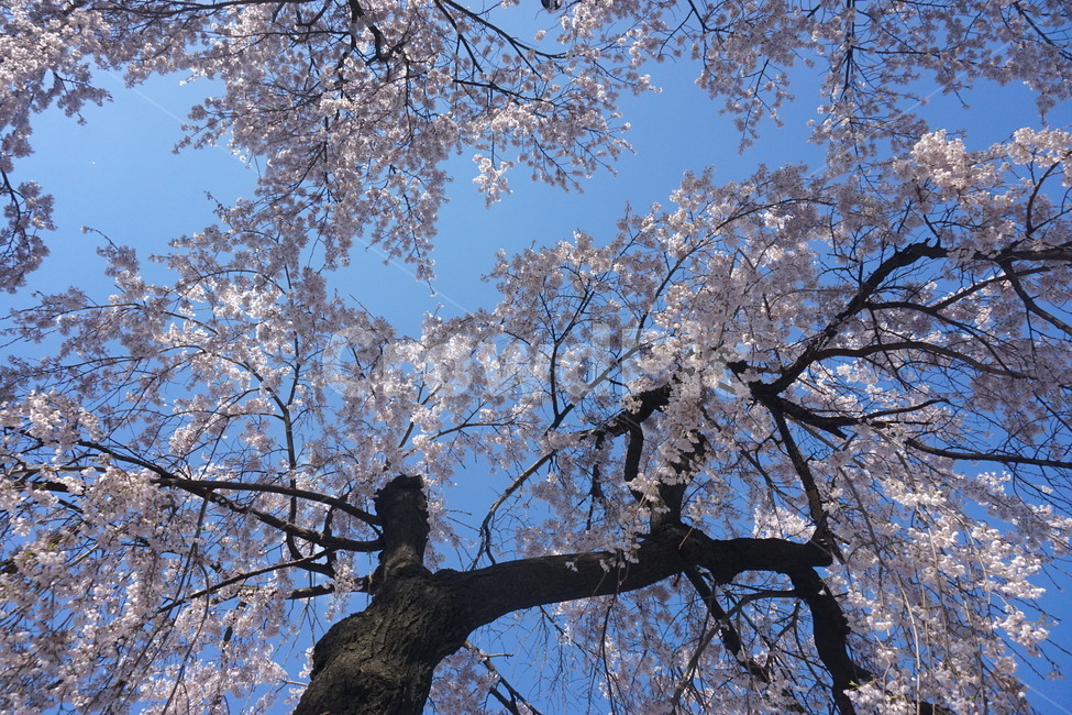벚꽃,벚나무,수양벚꽃,벚꽃놀이,봄,spring,cherryblossom,자연,봄,계절,spring,season,식물,자연,plants,nature,꽃,flower,나무,trees,wood,plant