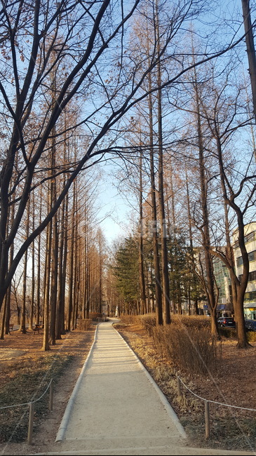 양재천,산책길,가을,선선한,자연,햇살,숲,길,가을,계절,fall,autumn,season,자연,풍경,nature,landscape,tree,나무,plant,식물,path,통로,tree trunk,나무 줄기