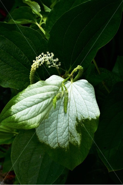 삼백초,삼백초과,멸종위기야생생물2급,여러해살이풀,야생화,식물,자연,plants,nature