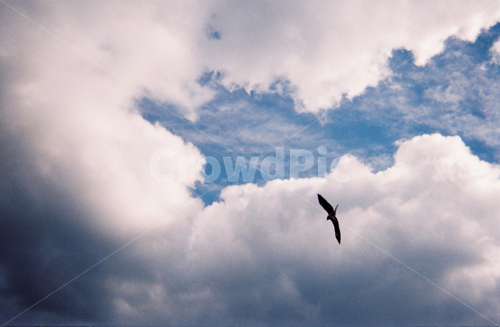 하늘,구름,새,sky,cloud,필름카메라,bird,자연,풍경,nature,landscape,동물,animal,조류,새,birds,flying,나는