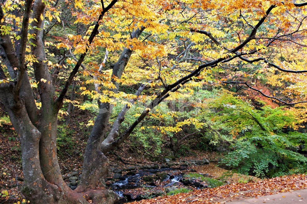 가을,단풍,나무,자연,식물,풍경,빨강색,노란색,초록색,낙엽,trees,nature,autumn,red,yellow,green,season,자연풍경,계절,감성,계곡물,숲속,가을,계절,fall,autumn,season,자연,풍경,nature,landscape,식물,plants,나무,trees,wood,tree,plant,tree trunk,나무 줄기