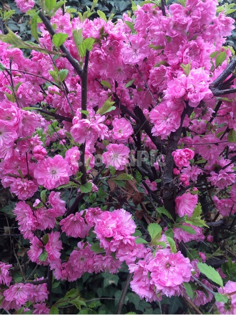 꽃,식물,자연,flower,nature