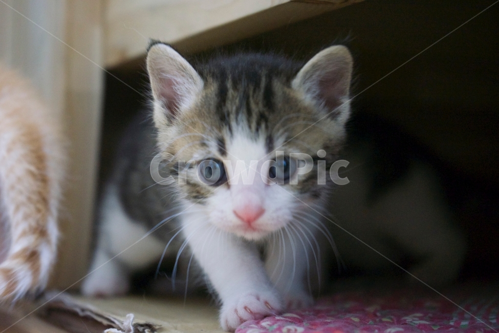 동물,고양이,시선,눈,만남,동물,animal,포유류,mammal,고양이,cat,kitten,kitty