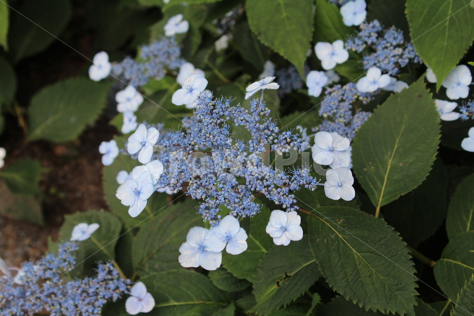 꽃,수국,연꽃,제주도꽃,도깨비,도깨비꽃,축제,6월의꽃,6월,식물,자연,plants,nature,꽃,flower