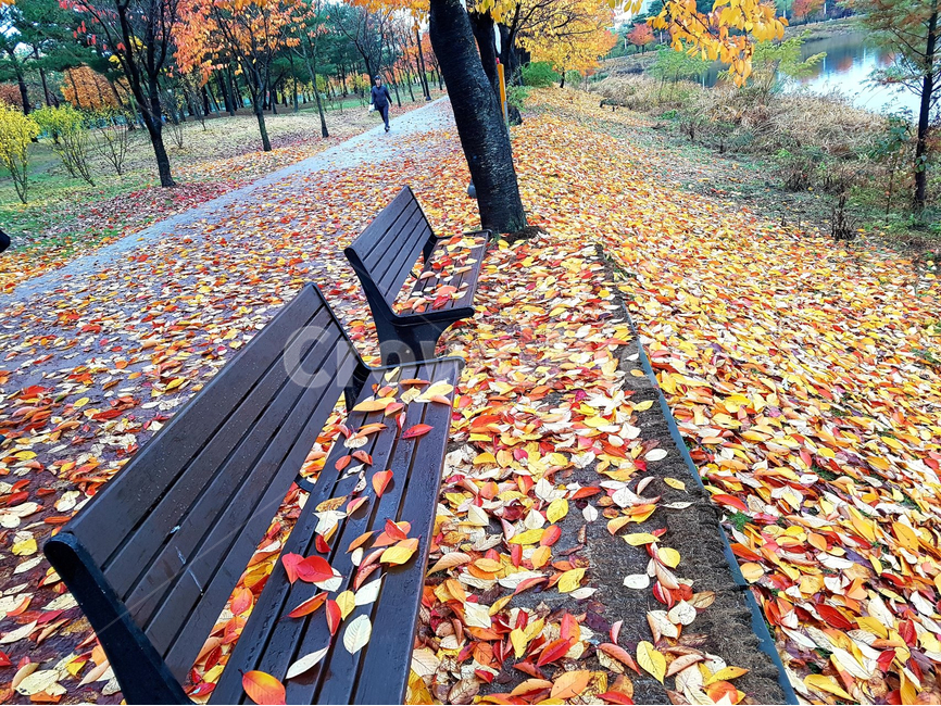 벤치,가을,단풍,잎,공원,가을,계절,fall,autumn,season,paper,종이,confetti,색종이 조각