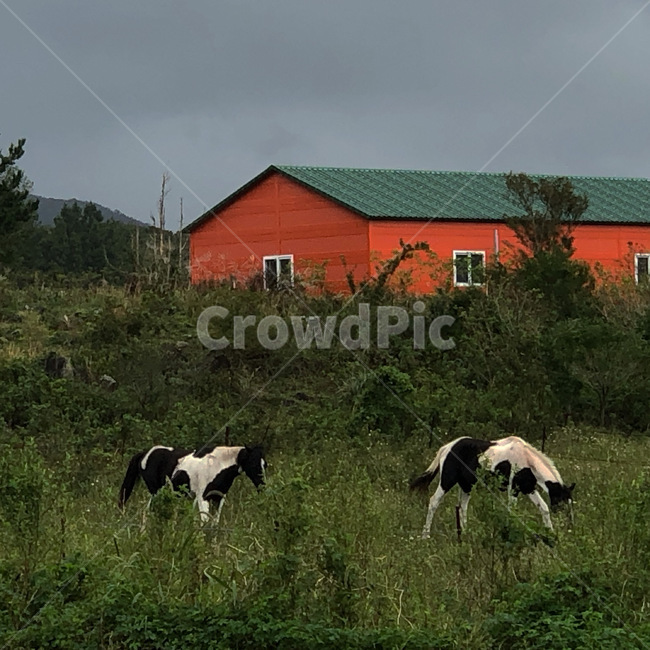 소,동물,cow,자연,제주도