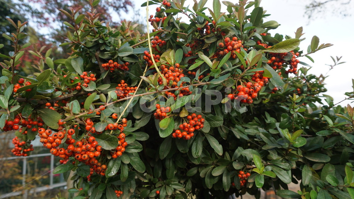 plant,식물,fruit,먼나무,빨간열매,열매,제주나무