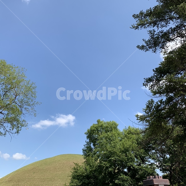 field,outdoors,나무,풀,숲,숲속,하늘,맑음,구름,나뭇잎,새싹,동산,파란하늘,식물,자연,plants,nature,나무,trees,wood