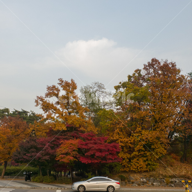 단풍,가을,관악산,서울대,은행,자연,산,하늘,풍경,fall,mountain,snu,가을,계절,fall,autumn,season,자연,풍경,nature,landscape,plant,식물,tree,나무,vehicle,차량,transportation,교통,automobile,자동차,car,차