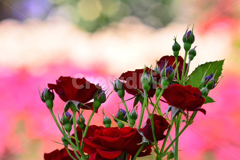 장미,장미꽃,로즈,꽃,아름다움,예쁜,플라워,데코레이션,꽃송이,꽃잎,feeling,rose,flowers,5월,계절의여왕,가시,가든,정원,앞뜰,장미원,장미축제,BEAUTIFUL,plant,garden,꽃밭,수많은,흑장미,빨간장미,보케,식물,자연,plants,nature,꽃,flower