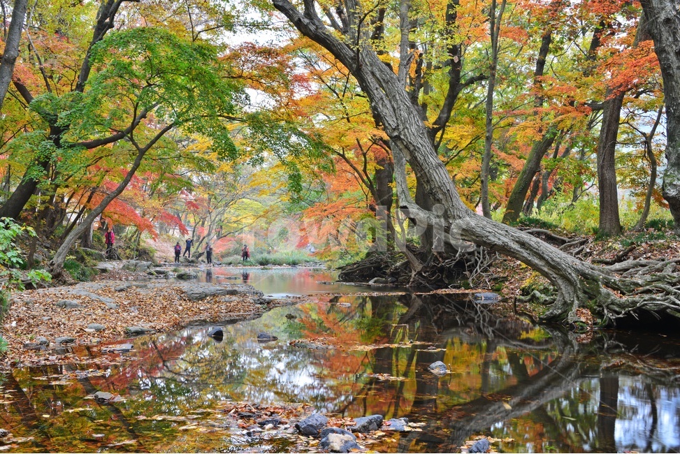 tree,나무,plant,식물,maple,leaf,잎,water,물,nature,자연,outdoors,옥외,고창,선운사,선운사가을,도솔천,가을,계절,추색,만추,단풍,반영,가을,계절,fall,autumn,season
