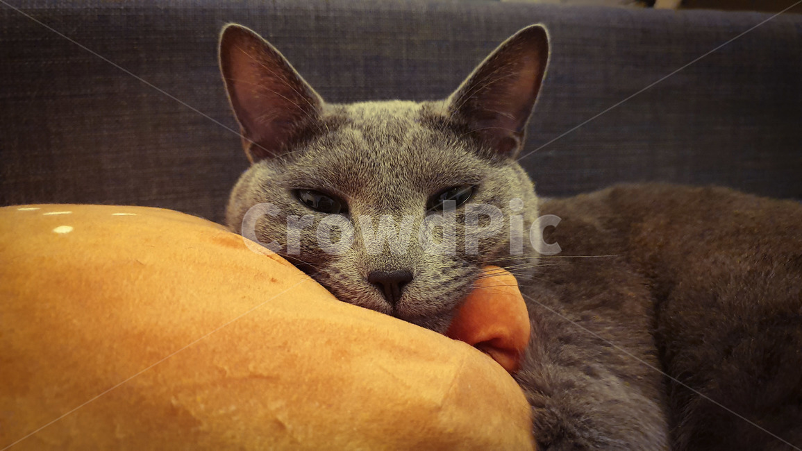러시안블루,cat,mammal,포유류,cats,동물,화난고양이,귀여운고양이,애완동물,애완묘,단모종고양이,kitten,kitty,집고양이,인형,집사